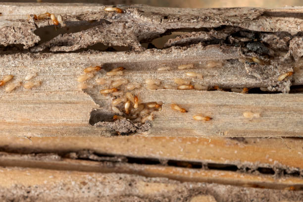 Best Pest Inspection Near Me  in Upper Sandusky, OH